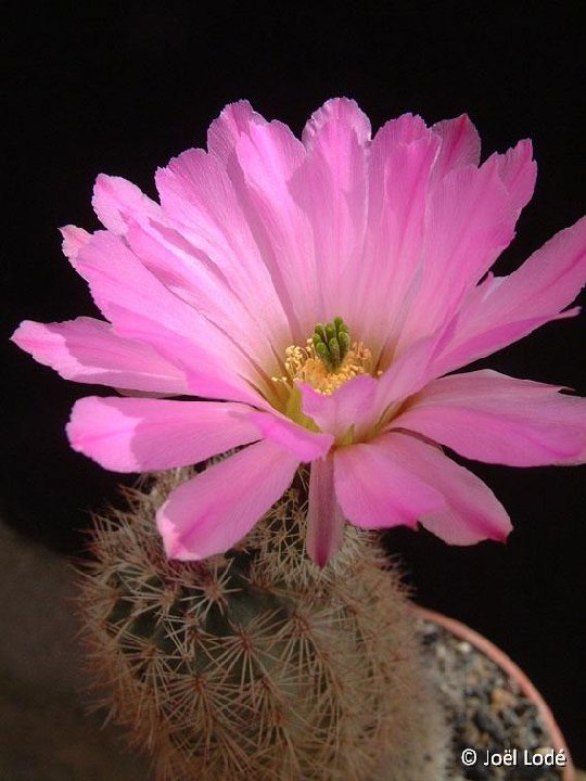 Echinocereus scopulorum JLcoll.1269